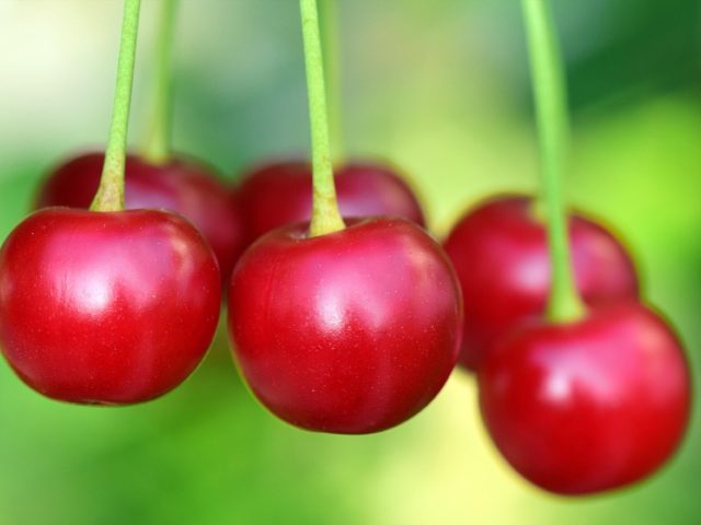Bio en vrac vs produits locaux : lequel est moins cher ?