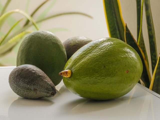 Pourquoi intégrer l’avocat dans votre alimentation ?