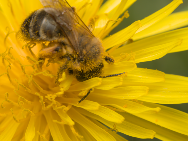 Dès le printemps, conseils naturels pour contrer les allergies